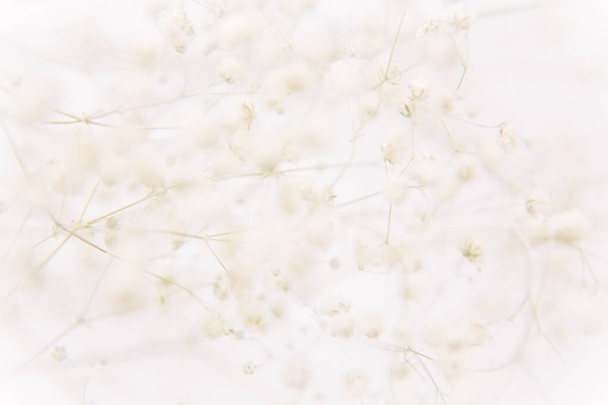 Floral natural background of dry gypsophila on a white background. Art photo of a plant. The concept of minimalism. Space for text - Fotoğraf, Görsel