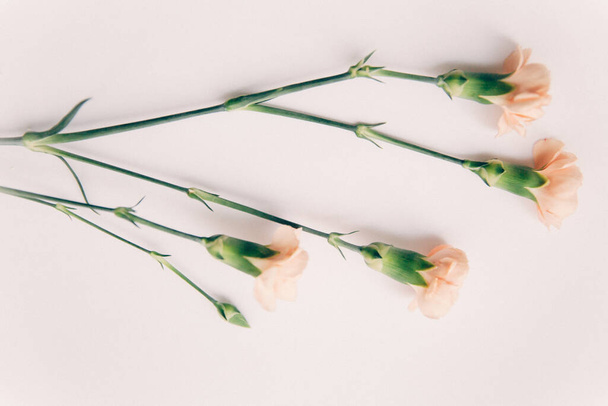 A thin branch of a Bush rose with soft pink buds on a neutral background. The concept of minimalism. Space for text - 写真・画像