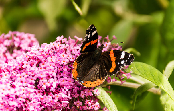Roter Admiral-Schmetterling auf Buddleia - Foto, Bild