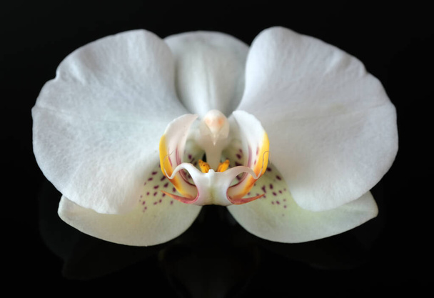 Biała orchidea kwiat zbliżenie makro fotografia na czarnym tle - Zdjęcie, obraz