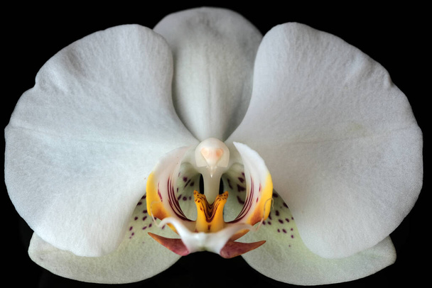 Witte orchidee bloem close-up macro fotografie op zwarte achtergrond - Foto, afbeelding