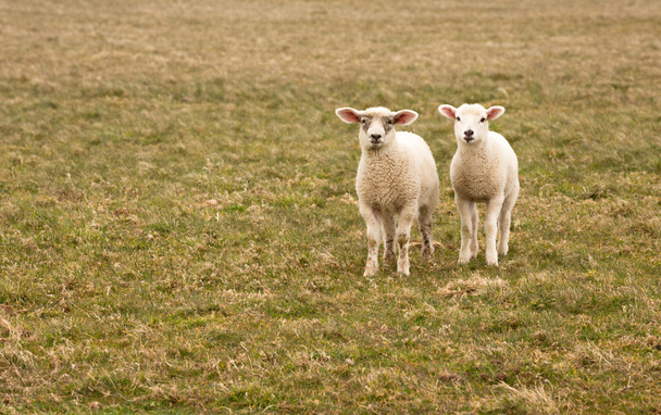 Lambs - Photo, Image