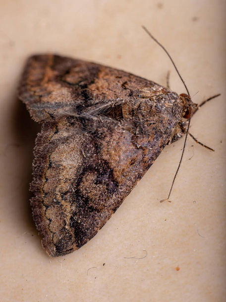 Adult Underwing moth of the Family Erebidae - Photo, Image