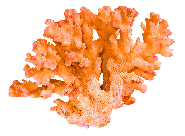 κοράλλι απομονωμένο σε λευκό φόντο - Φωτογραφία, εικόνα