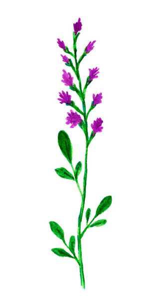Ręcznie rysowany akwarela pojedynczy dziki kwiat, długi cienki łodyga, różowo-fioletowy płatek, zielony liść. Element natury na sezon wiosna-lato - Zdjęcie, obraz