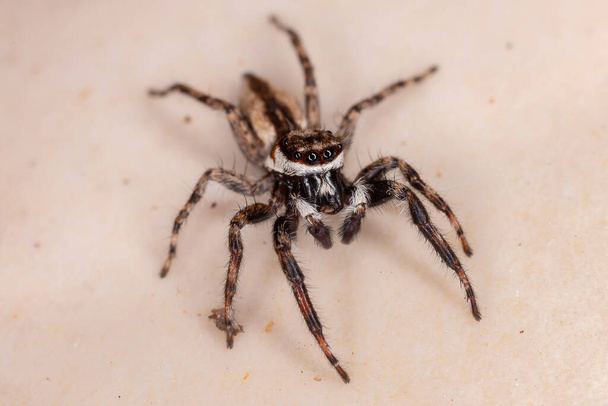 Felnőtt Férfi Szürke Fal Ugró Pók a faj Menemerus bivittatus - Fotó, kép