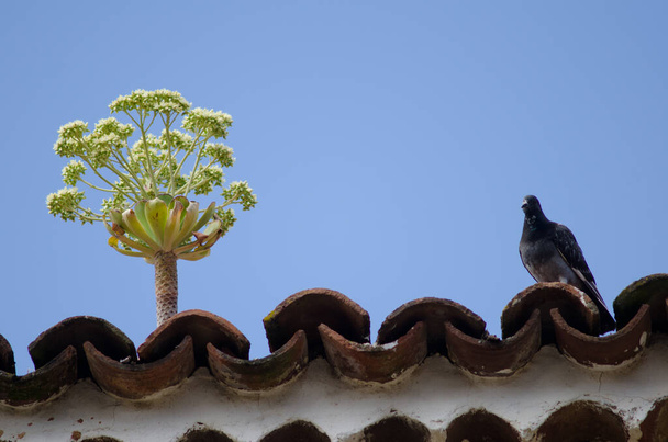 Plant and domestic pigeon on a roof. - Foto, Bild