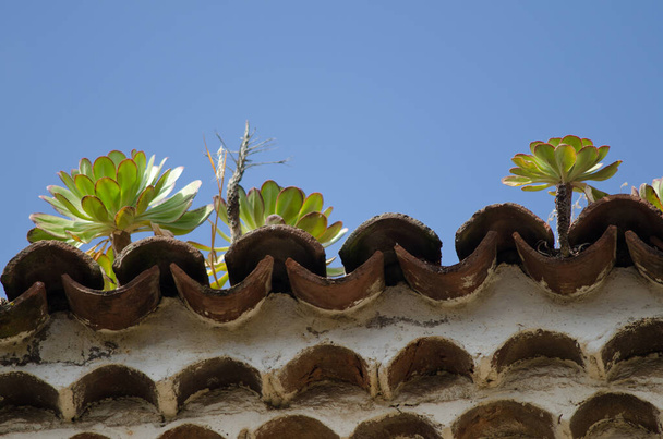 Plants on the roof of a building. - Foto, Bild