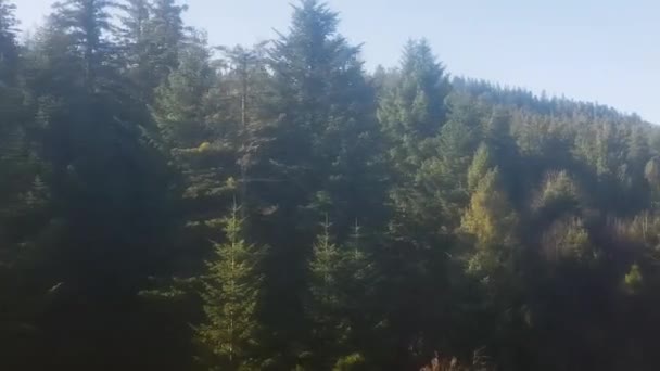 Drohnenflug durch nebelgrünen Nadelwald. Eine Luftaufnahme der grünen Wipfel der Kiefern in der Landschaft während des Sonnenuntergangs mit dem grellen Licht der Sonne. Sonne über dem Wald - Filmmaterial, Video
