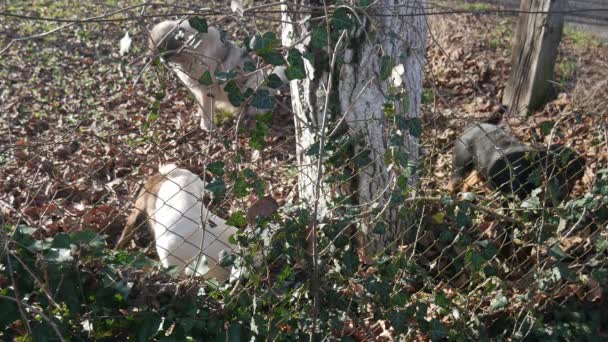Čtyři pouliční psi na suchém listí kolem stromu. - Záběry, video