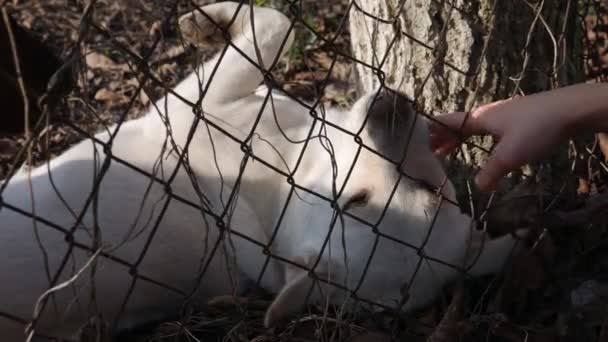 Hunde küssen sich - weibliche Hände durch den Zaun streicheln zwei Hunde. - Filmmaterial, Video