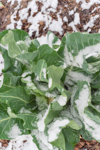 Vista superior de la planta de coliflor joven de cosecha propia con nieve cubierta y rizos hojas blanqueándose para proteger la cabeza - Foto, Imagen