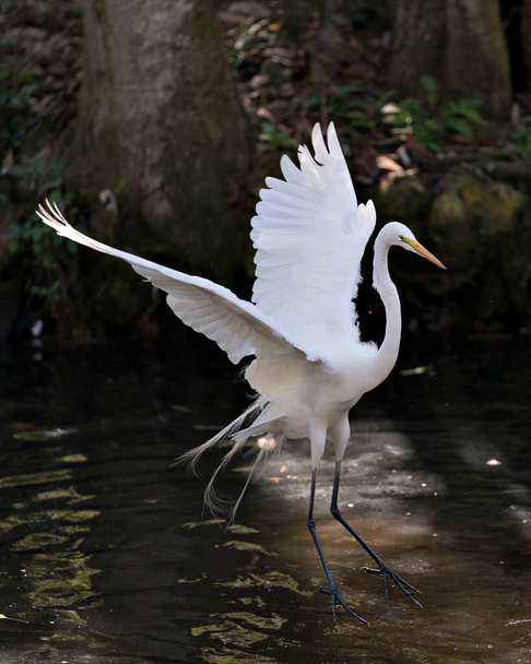 Μεγάλη προβολή προφίλ White Egret πουλί close-up εμφανίζει λευκά φτερά εξάπλωση και φύλλωμα φόντο στο περιβάλλον και το περιβάλλον του. - Φωτογραφία, εικόνα