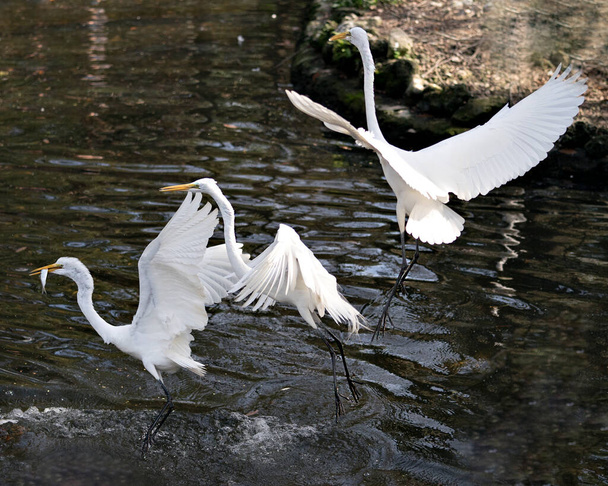 グレートホワイトイーグレットの鳥のクローズアッププロフィール水の背景を持つ広がった翼とそのくちばしに魚を持つ1羽の鳥と水の上を飛んで、白い羽が彼らの環境や生息地で急落表示. - 写真・画像