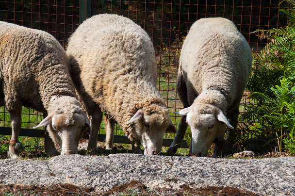 Un par de ovejas en el norte de Portugal. - Foto, Imagen