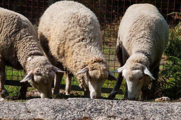Un par de ovejas en el norte de Portugal. - Foto, Imagen