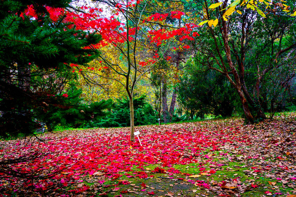Un árbol rojo caído en el Atatrk Arboretum. Otoño en arboreto. - Foto, Imagen