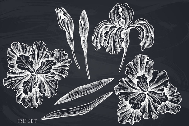 Vector set of hand drawn chalk iris - Διάνυσμα, εικόνα