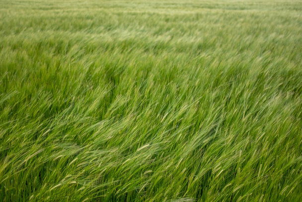 Tło wiatru wieje w polu pszenicy - Zdjęcie, obraz