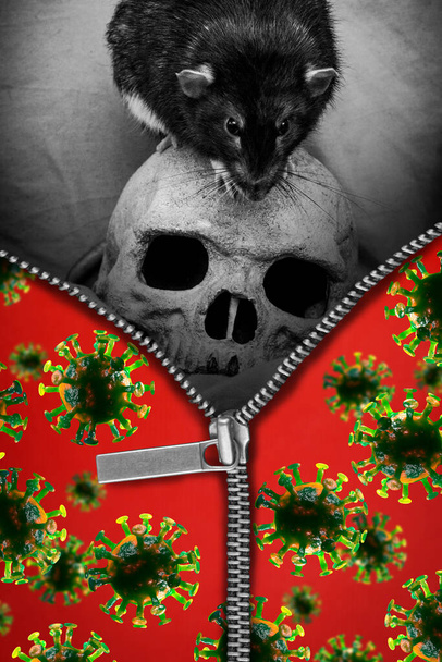 Cremallera Coronavirus se abre revelando rata negra jugando en la parte superior del cráneo humano para representar el concepto de la peste - Foto, imagen