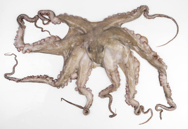 verse rauwe octopus tentakels geïsoleerd op een witte achtergrond, rijk aan eiwitten, jodium - Foto, afbeelding