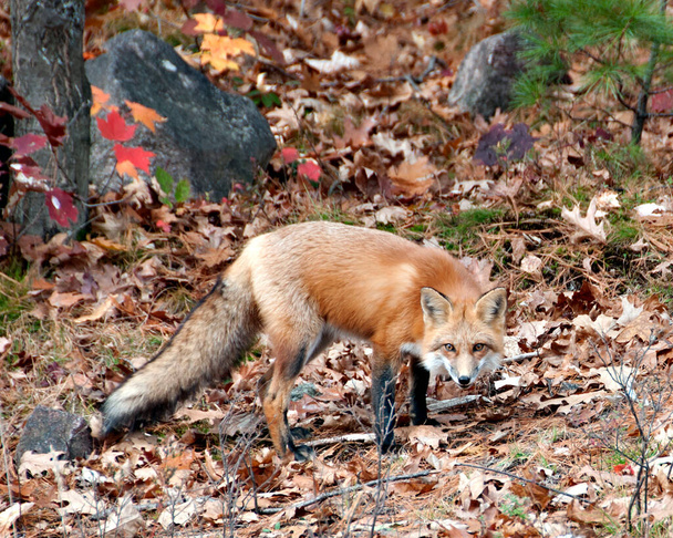 Red fox close-up profile side view in the forest during the autumn season displaying full body and bushy tail and enjoying its environment and habitat. Fox Image. Picture. Portrait. Fox Stock Photo. - Foto, imagen