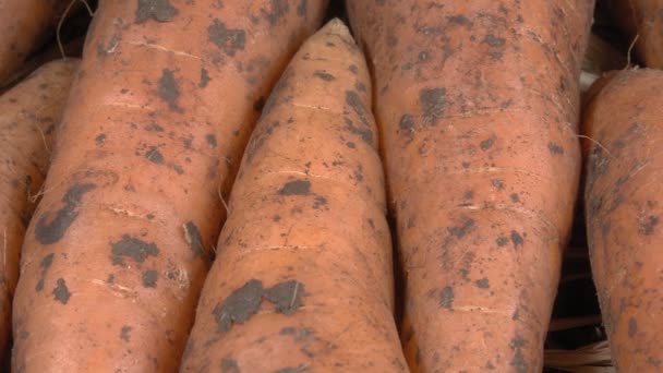 Organic carrot close-up. Fresh vegetables. Natural product. - Footage, Video