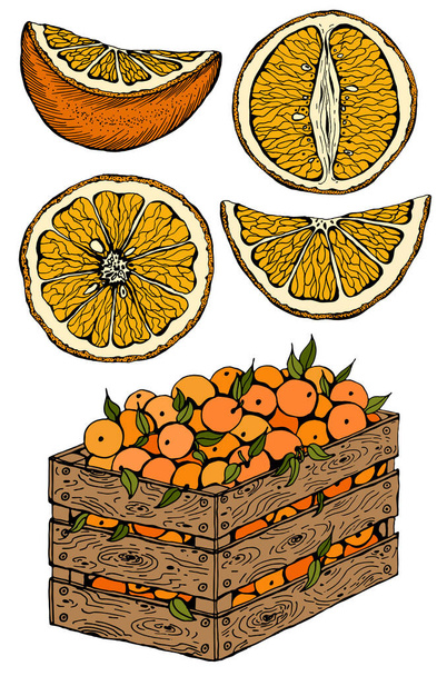 Wektor ilustracji zestaw szkic ręcznie rysowane drewniane pudełko pełne pomarańczy z zielonymi liśćmi i plasterkami pomarańczy. Świeże owoce, cytrusy, Włochy, Hiszpania, mandarynki. Etykieta żywności ekologicznej. Styl vintage. - Wektor, obraz