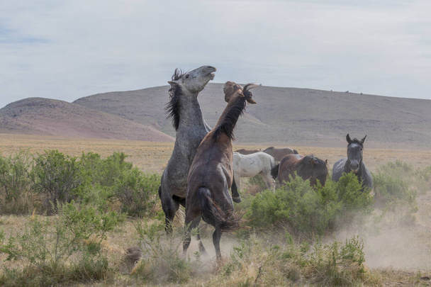 άγρια άλογα επιβήτορες που αγωνίζονται την άνοιξη στην έρημο της Γιούτα - Φωτογραφία, εικόνα