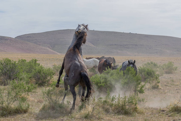 ユタ砂漠で春に戦う野生の馬の群れ - 写真・画像