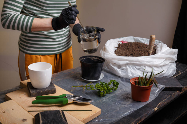 Vrouw handen toevoegen van water aan bloempot met bodem voor het planten van indoor kalanchoë zaailing.  - Foto, afbeelding