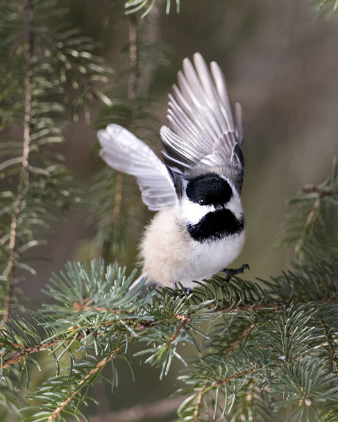 Chickadee close-up profile view on a fir tree branch with spread wings with a blur background in its environment and habitat, displaying grey feather plumage wings and tail, black cap head. Image. Picture. Portrait. Chickadee Stock Photos. - Fotó, kép