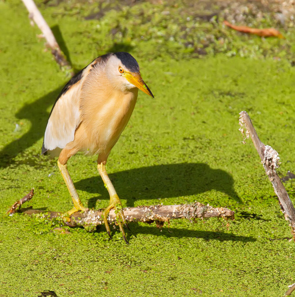 Маленькая сучка, Ixobrychus minutus. Птица стоит на толстой сухой ветке торчащей из воды и ищет добычу. - Фото, изображение