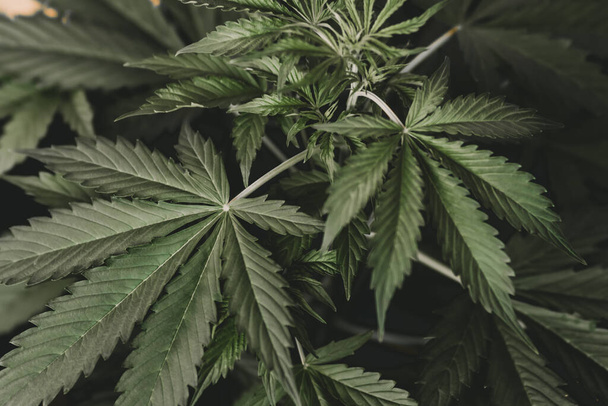 Weed Decriminalization. Green hemp background. Cannabis and marijuana Cannabidiol. Cannabis leaf legalization medical pot CBD. - Photo, Image