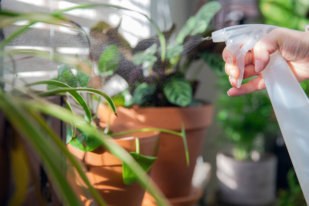 Female hand spraying water on indoor house plant on window sill with water spray bottle, take care of green house plants modern interior decoration - Fotografie, Obrázek
