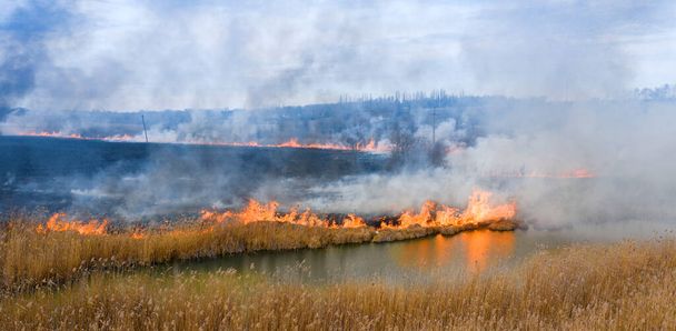 Сжигание сухой травы возле леса. Экологическая катастрофа с вредными выбросами в атмосферу. - Фото, изображение