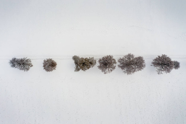 Luchtfoto in de winter bij sneeuw over een rij kale bomen, rechte lijn van bladloos houten materiaal. - Foto, afbeelding