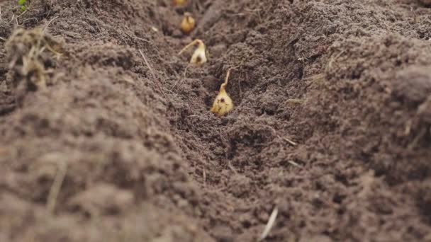 El proceso de plantación de cebollas de invierno en el suelo con guantes - Metraje, vídeo