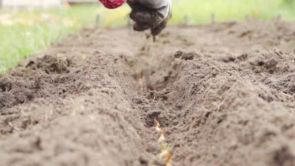 El proceso de plantación de cebollas de invierno en el suelo con guantes - Metraje, vídeo