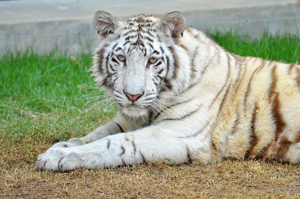 white bengal tiger - Φωτογραφία, εικόνα