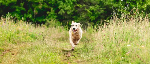 Nice dog running on blooming meadow - Valokuva, kuva