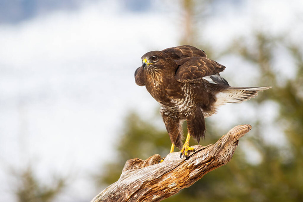 Volwassen buizerd zit op besneeuwde tak en bereidt zich voor om weg te vliegen - Foto, afbeelding