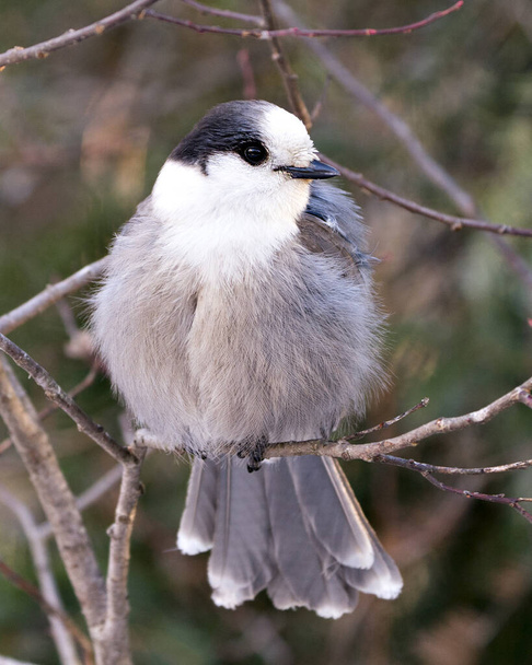 Gray Jay close-up profile view perched on a tree branch in its environment and habitat, displaying a ball of grey feather plumage and bird tail.  Image. Picture. Portrait. Gray Jay bird stock photos.  - Photo, image