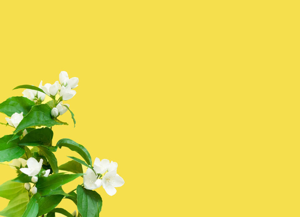 Bílé květy jasmínu na žlutém pozadí. Kreativní kopírovací prostor pro pozitivní náladu. Detailní záběr - Fotografie, Obrázek