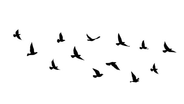 白い背景に空飛ぶ鳥のシルエット。イラストモーショングラフィックビデオ.デザインのための自然パターン。隔離された鳥が飛んでる。タトゥーデザイン.  - 映像、動画