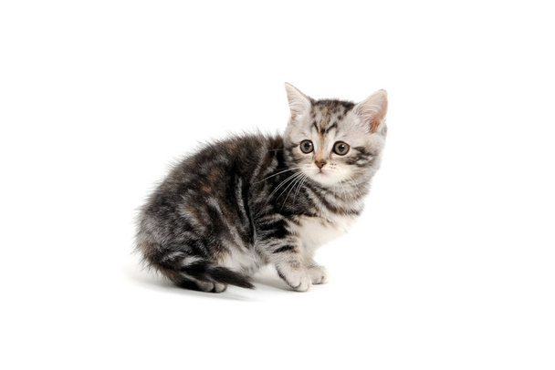 ふわふわの純白の背景にグレーの子猫 - 写真・画像