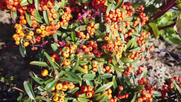 Canada buffaloberry. Close-up. Bright juicy orange berries, green leaves. - Footage, Video