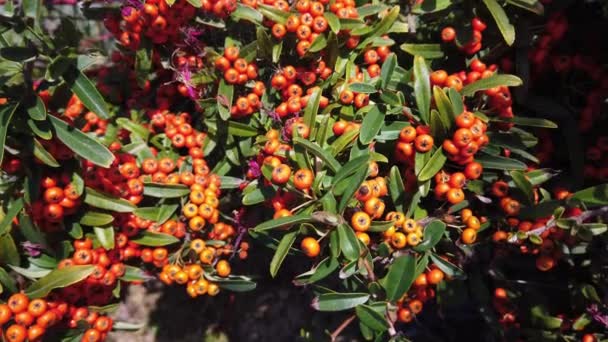 Canada buffaloberry. Close-up. Bright juicy orange berries, green leaves. - Footage, Video