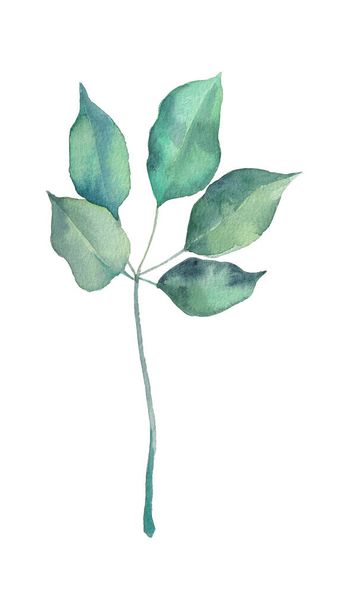 Green elegant watercolor twig of salal - Valokuva, kuva