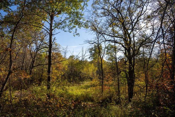 pohled mezi stromy během podzimu v lese - Fotografie, Obrázek